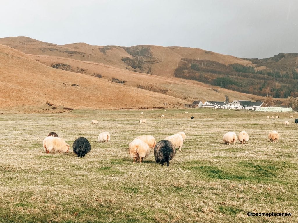在3天的冰岛行程中，追逐瀑布和北极光，泡在地热温泉中，与马匹和毛茸茸的绵羊见面，探索雷克雅未克多彩的小巷