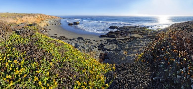 太平洋海滩长满苔藓和地衣附近坎布里亚，加利福尼亚，美国，北美