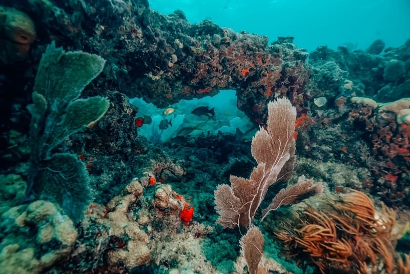 大西洋上美丽的珊瑚礁。位于美国佛罗里达州基韦斯特附近。