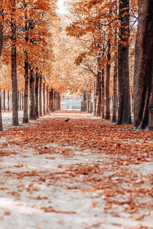 巴黎的秋天。杜伊勒里宫花园。秋日公园的落叶美景