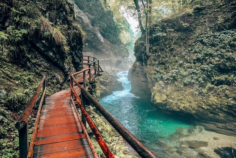 在斯洛文尼亚特里格拉夫的Vintgar峡谷的绿色森林中的河流