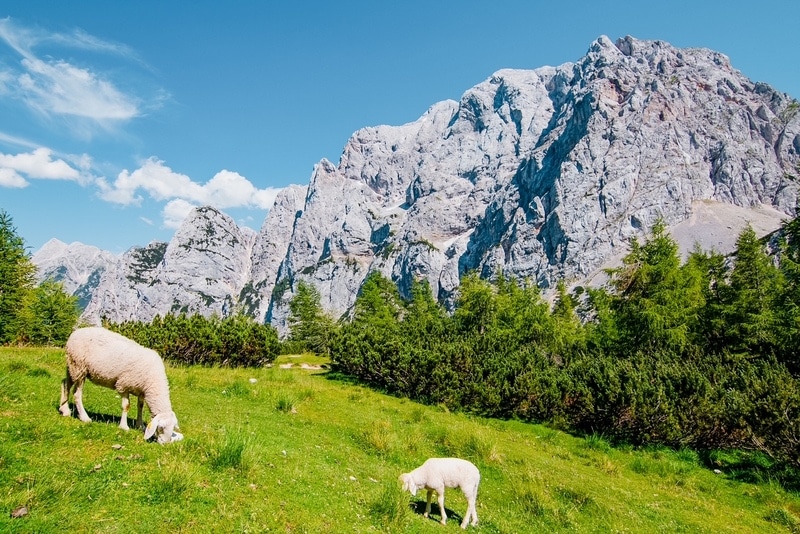 绵羊在乌尔西奇山口吃草，朱利安阿尔卑斯山