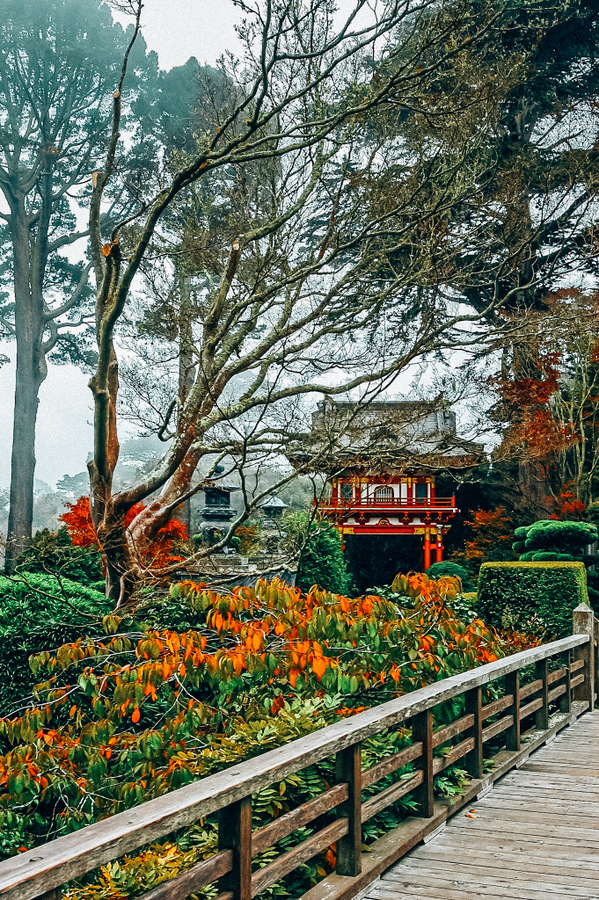 旧金山金门公园的日本茶园景观