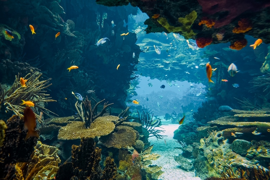 奇妙的海底世界在里斯本海洋馆的主水箱中展示