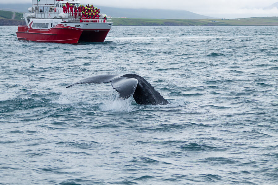 最好的冰岛阿克雷里鲸鱼观赏之旅
