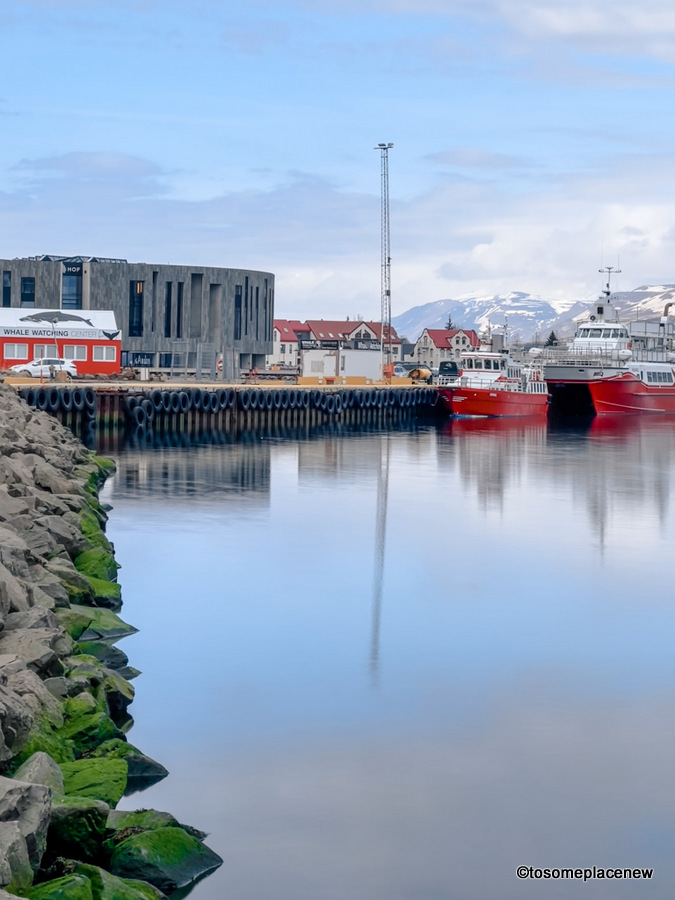 最好的冰岛阿克雷里鲸鱼观赏之旅