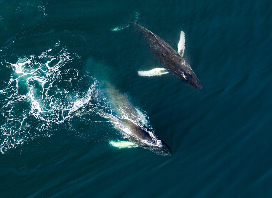 经典的3小时冰岛阿克雷里观鲸之旅